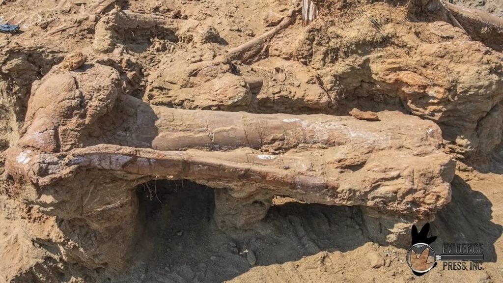 dinosaur femur